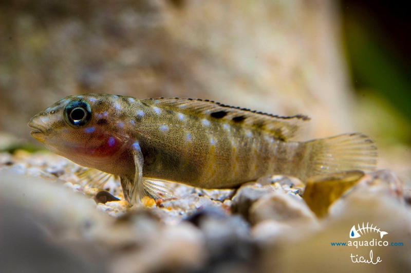 Spathodus cf. erythrodon 'Kekese'